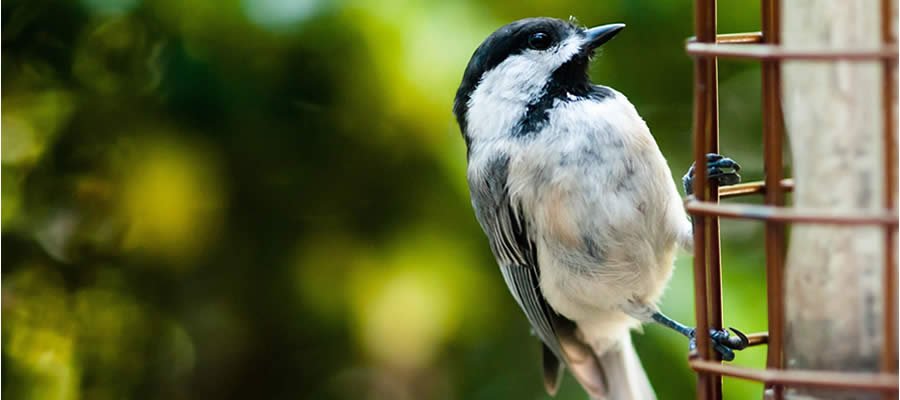 Bird Feeders: The 4 Best Types of Bird Feeders for your Garden and Wild Birds