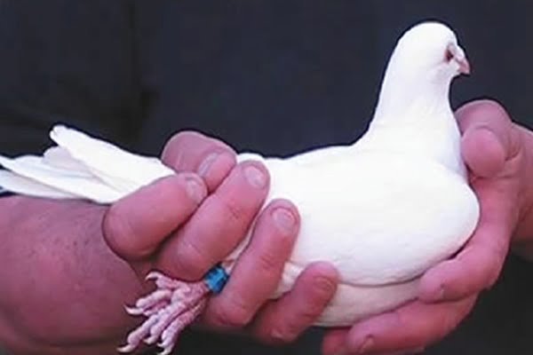 raising doves as pets