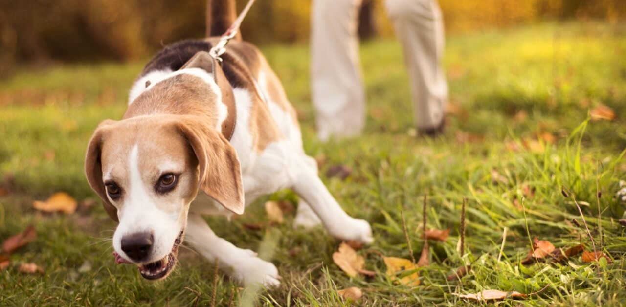 Dog Walking and frequency of Dog Walks is something that very few people want to talk about. But at the same time, it's something everyone's been thinking about once they get a new dog. How often should I walk my Dog?