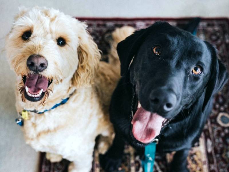 | How to keep your dog safe from pet theft - How to prevent your dog from being stolen and what to do if your dog is lost or stolen! | Robinson Garden